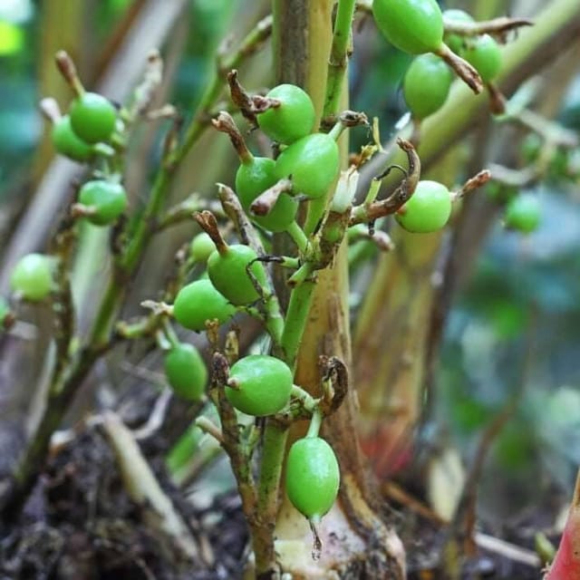 [Plants Glory] Green Cardamon Plant (Elaichi)