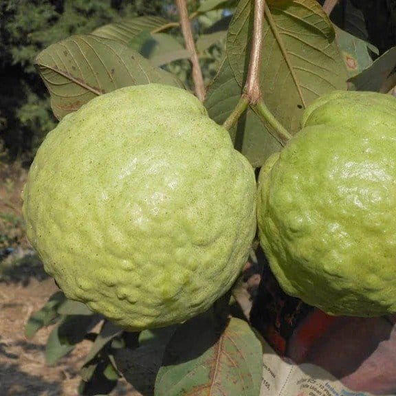 [Plants Glory] Thai Kg Gauva | Grafted Fruit Plant