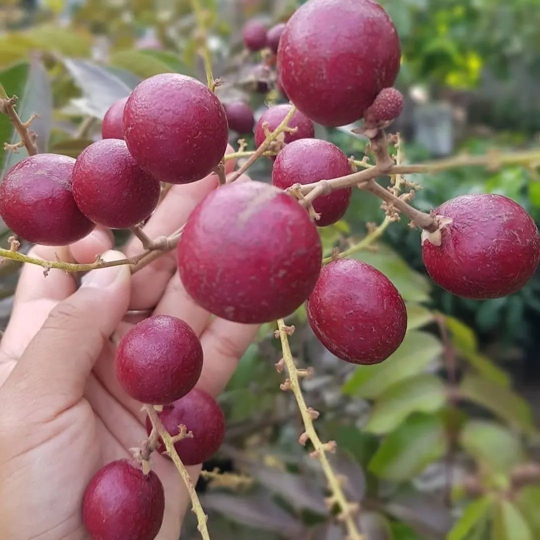 [Plants Glory] Rubi Longan Grafted Fruit Plant