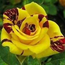 [Plants Glory] Abracadabra Rose Flower Plant (PG-100118)