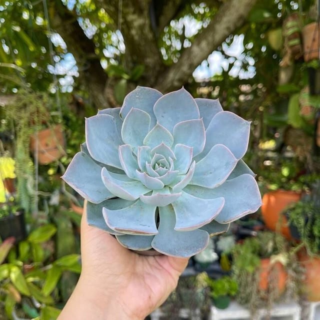 [Plants Glory] Echeveria Morning Beauty Sacculents Live Plant