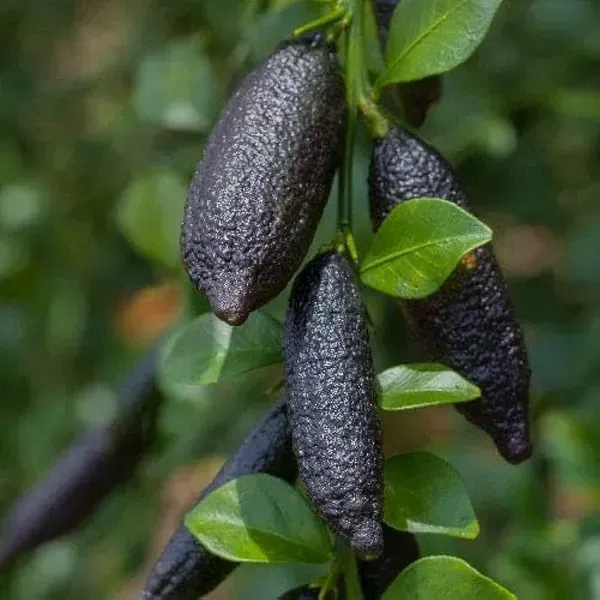[Plants Glory] Fingure Lemon Grafted & Hybrid Fruit Plant