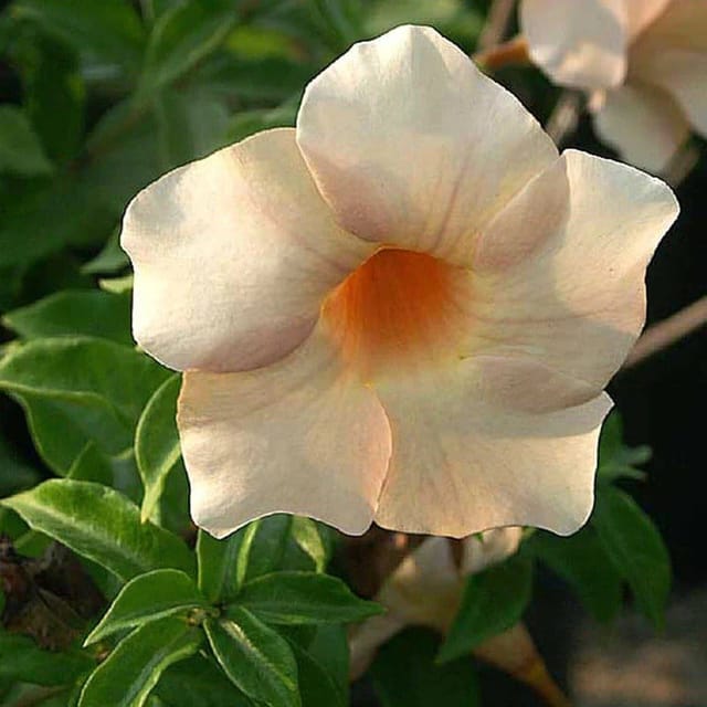 [Plants Glory] Verigated Allamanda Flower Plant