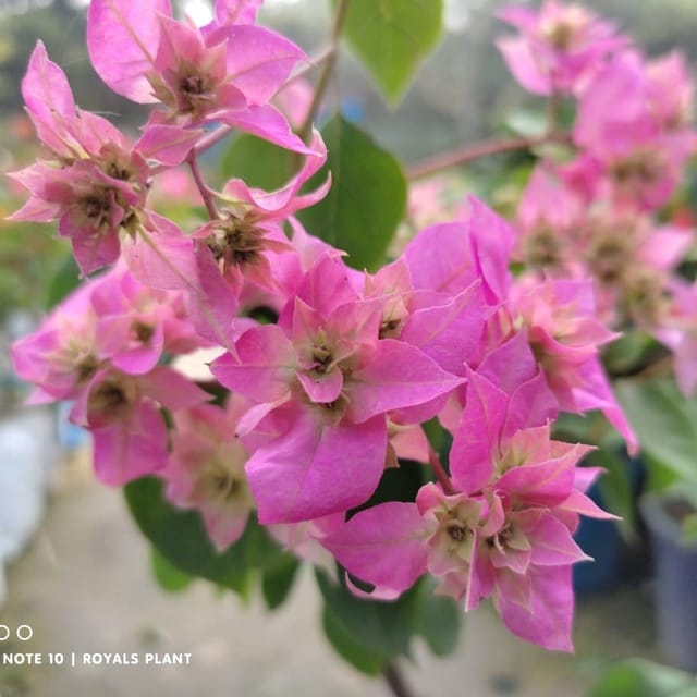 [Plants Glory] Thailand Bougainvellia Flower Plant Pink