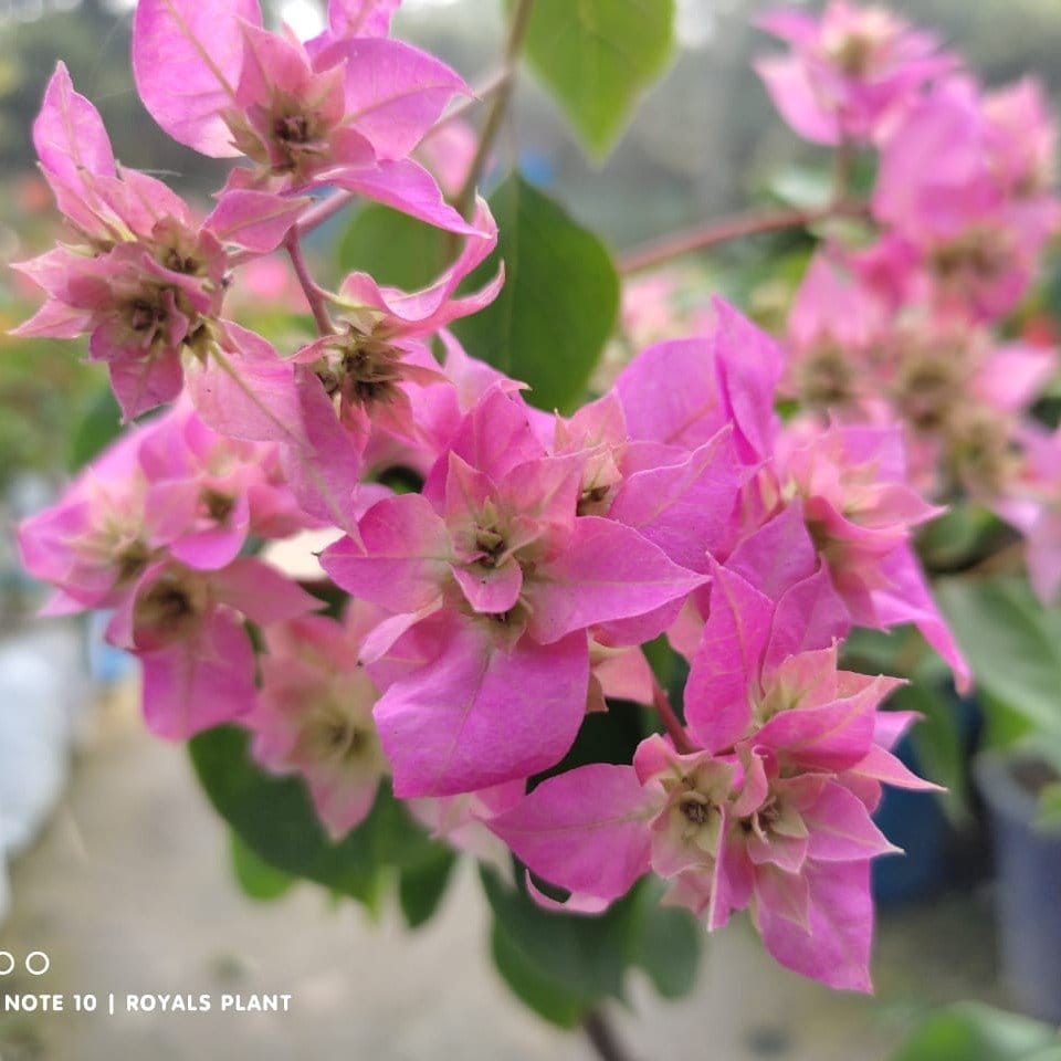 [Plants Glory] Thailand Bougainvellia Flower Plant Pink