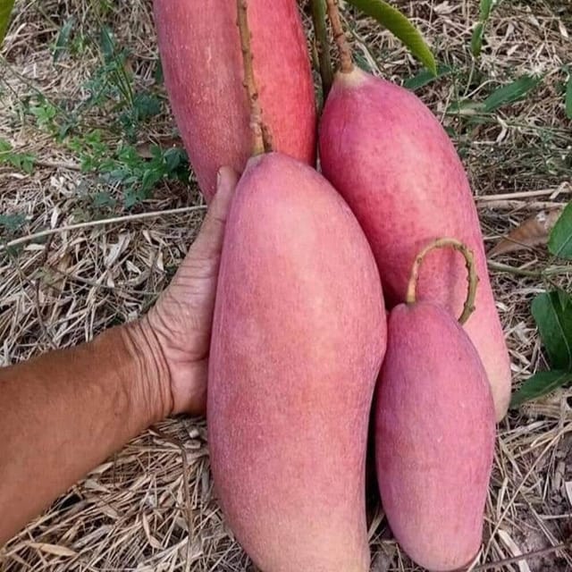 [Plants Glory] King Of Chakapath Mango | Grafted Fruit Plant