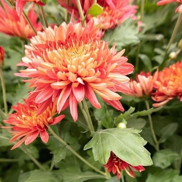 [Plants Glory] Chrysanthemum Chandramallika Flower Plant Orange