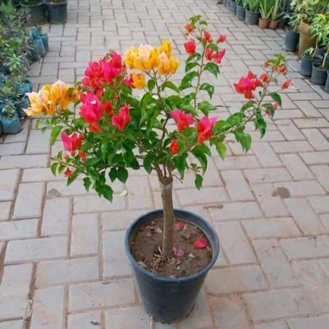 [Plants Glory] Multigrafted Bougainvellia Flower Plant (5 Colours) (PG-100132)