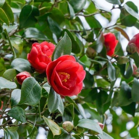 [Plants Glory] Camellia Flower Plant Red (PG-100139)