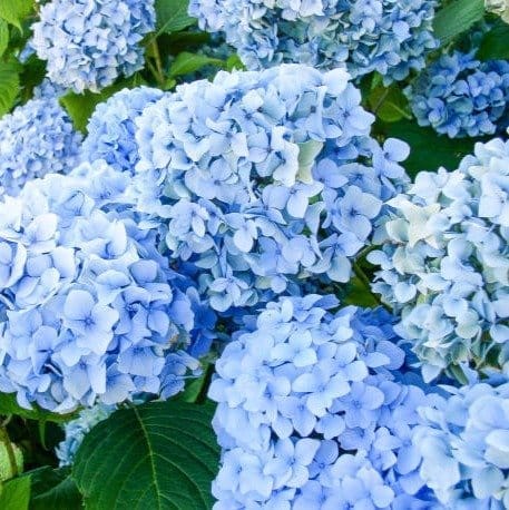 [Plants Glory] Hybrid Hydrangea Flower Plant Blue