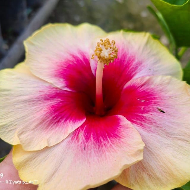[Plants Glory] American Variety Grafted Hibiscus Flower Plant (PG-100149)