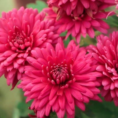 [Plants Glory] Chrysanthemum Chandramallika Flower Plant