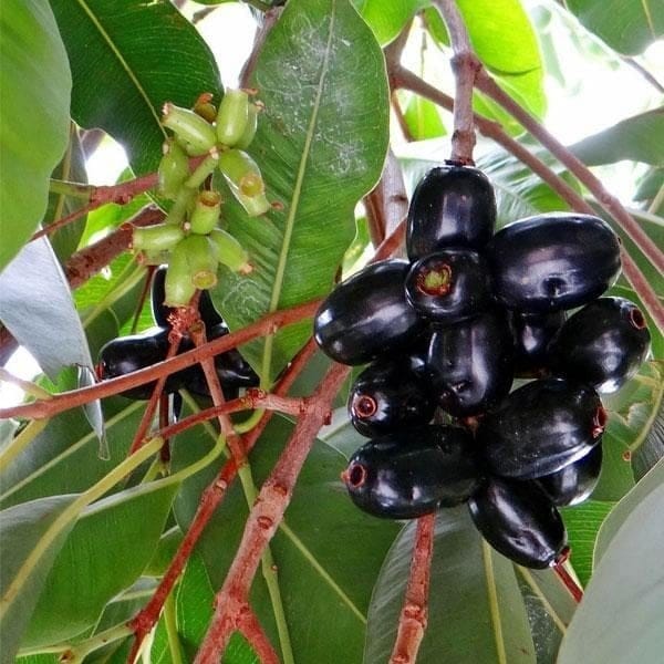 [Plants Glory] Thai Variety Black Jamun Grafted & Hybrid Fruit Plant