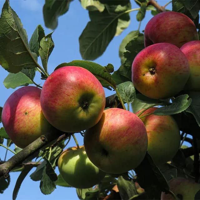 [Plants Glory] Apple Hot Climate Hybrid & Grafted Fruit Plant