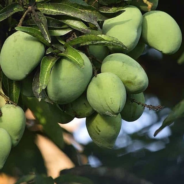 [Plants Glory] Banganapalle Mango Grafted Fruit Plant
