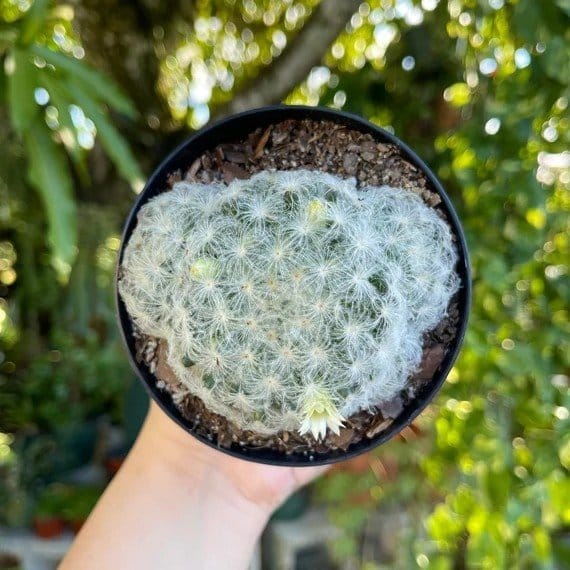 [Plants Glory] Mammillaria Plumosa Cactus