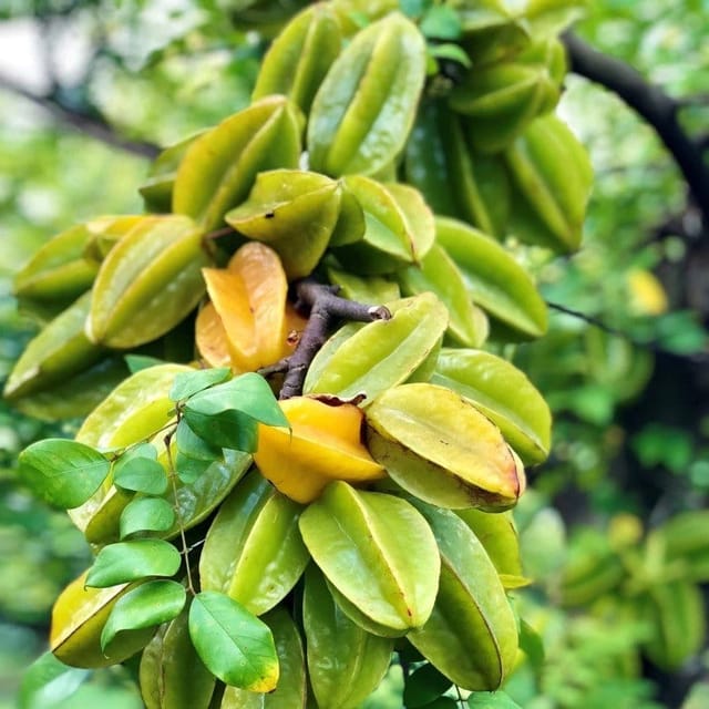 [Plants Glory] Thai variety Star Grafted Fruit Plant