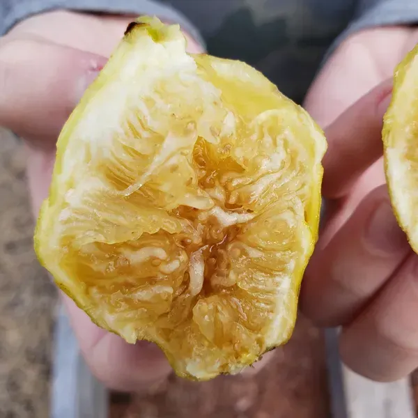 [Plants Glory] Denna Fig | Grafted Fruit Plant