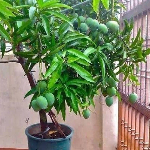 [Plants Glory] Thai All Time Grafted Mango Fruit Plant