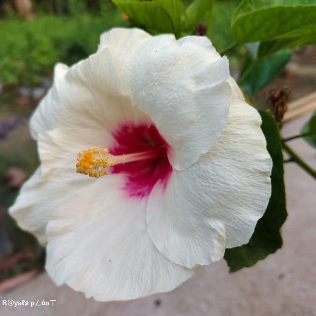 [Plants Glory] American Variety Big Leaves Hibiscus Flower Plant White
