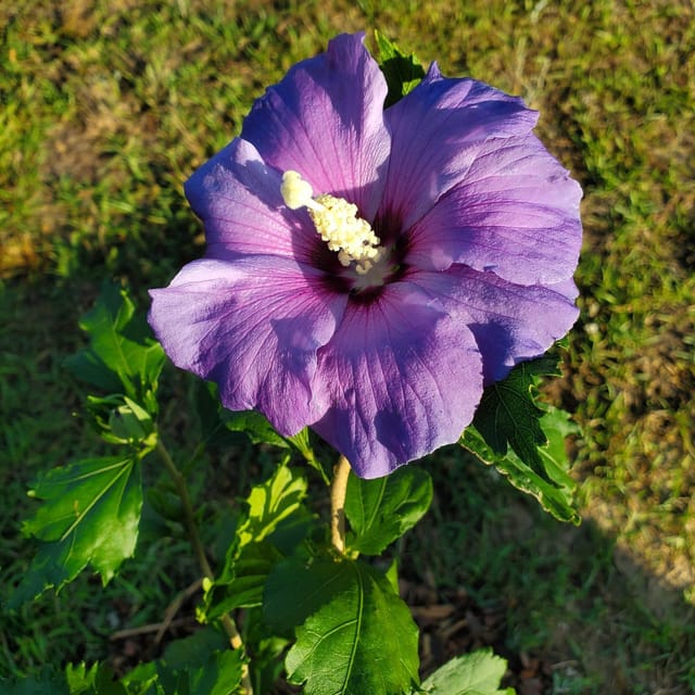 [Plants Glory] Hibiscus Flower Plant Pure Blue