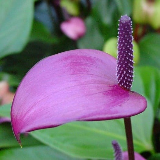 [Plants Glory] Anthurium Andreanum Purple Gift Plant
