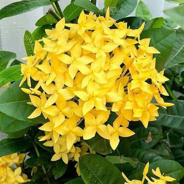 [Plants Glory] Chinise Ixora Flower Plant Yellow