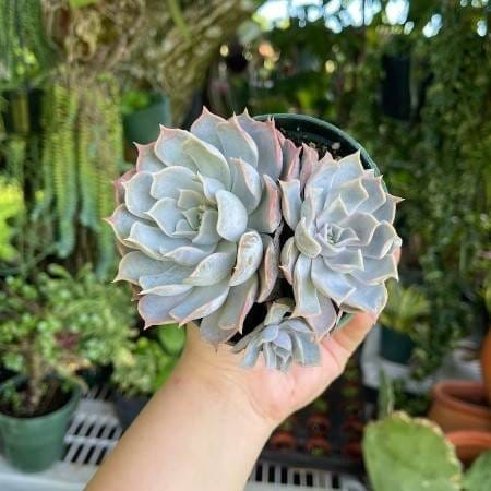 [Plants Glory] Echeveria Lilacina White Ghost Cluster Rare Succulent Live Plant