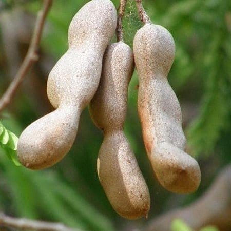 [Plants Glory] Thai Variety Alltime Tamarind (Imli) Fruit Plant