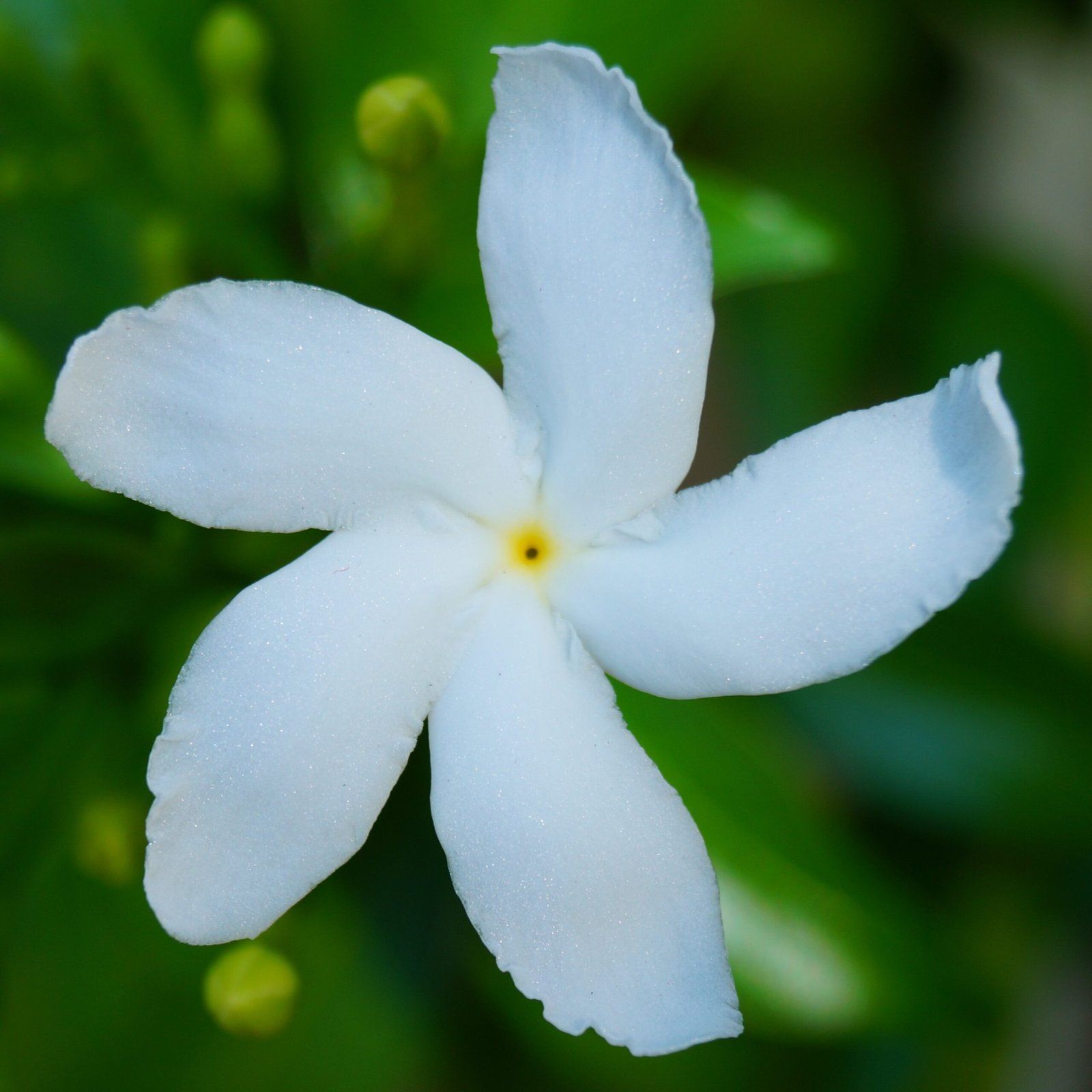 [Plants Glory] Indian Jasmine Flower Plant White