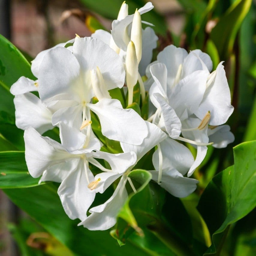 [Plants Glory] Ginger Lily Flower Plant White