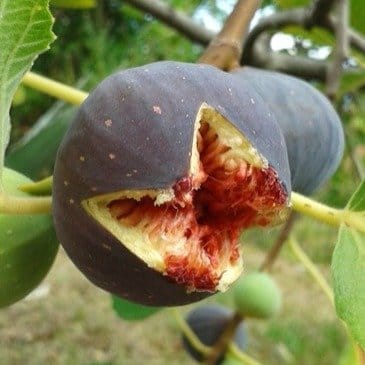 [Plants Glory] Five Fingure Fig Grafted Fruit Plant