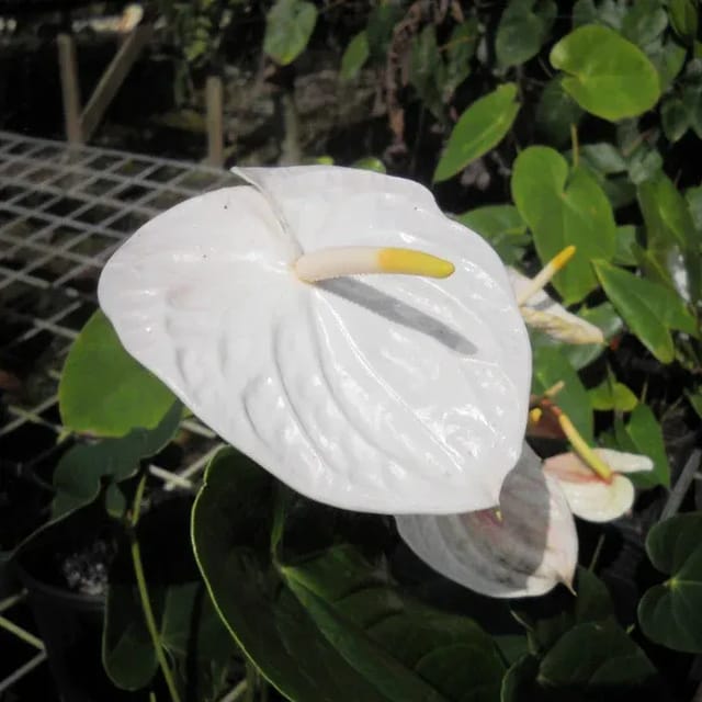 [Plants Glory] Anthurium Andreanum Gift Plant White (PG-100046)