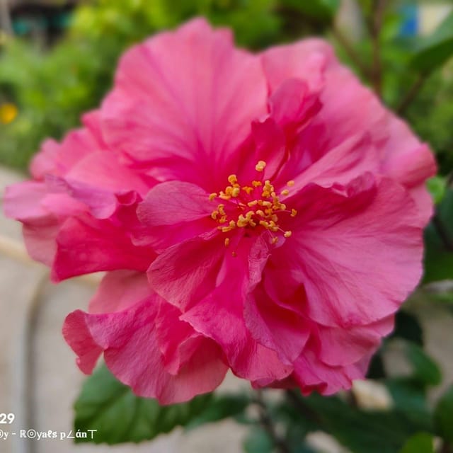 [Plants Glory] Double Petal Grafted Hibiscus Flower Plant Pink