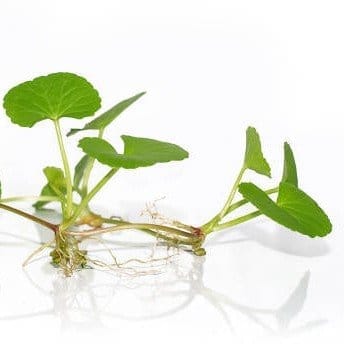[Plants Glory] Centella Asiatica Brahmi Big Leaf Herbs Plant