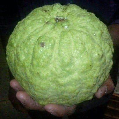 [Plants Glory] Vnr Gauva | Grafted & Hybrid Fruit Plant