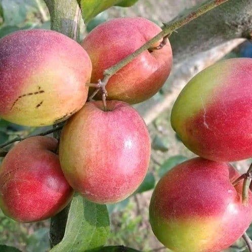 [Plants Glory] Alltime Kashmiri Apple Ber Grafted Fruit Plant