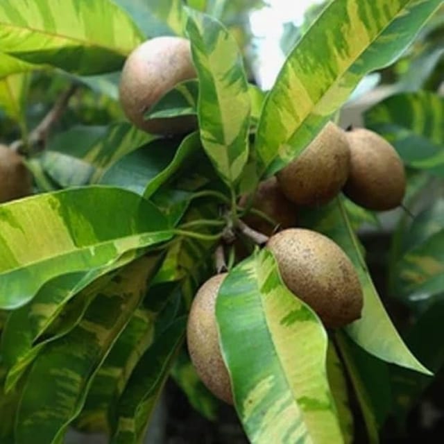 [Plants Glory] Verigated Chikoo Grafted Fruit Plant