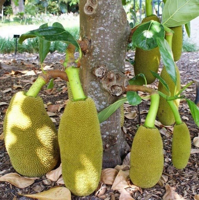 ... ...