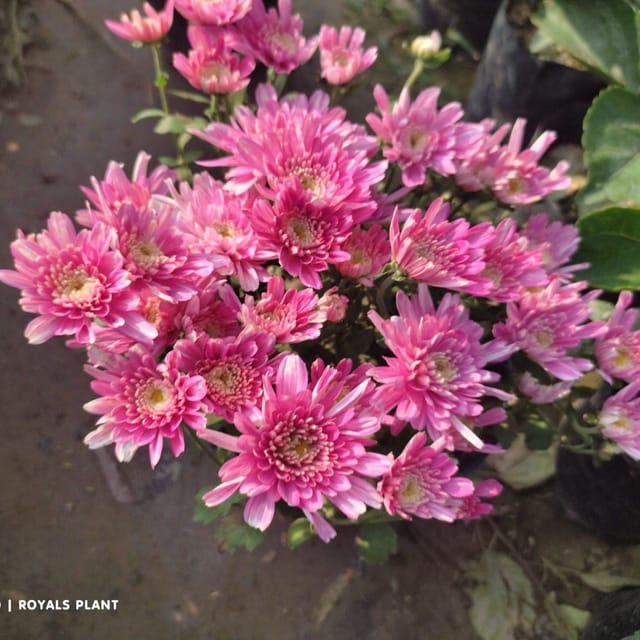 [Plants Glory] Chrysanthemum Chandramallika Flower Plant Purple