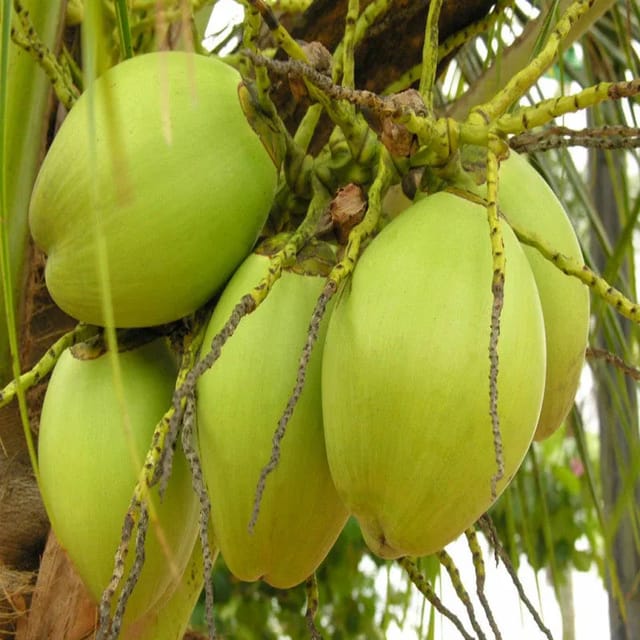 [Plants Glory] Indian Coconut Fruit Plant