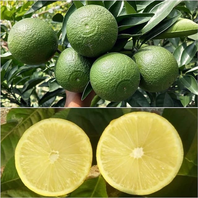 [Plants Glory] Bari-1 Sweet Malta Grafted Fruit Plant