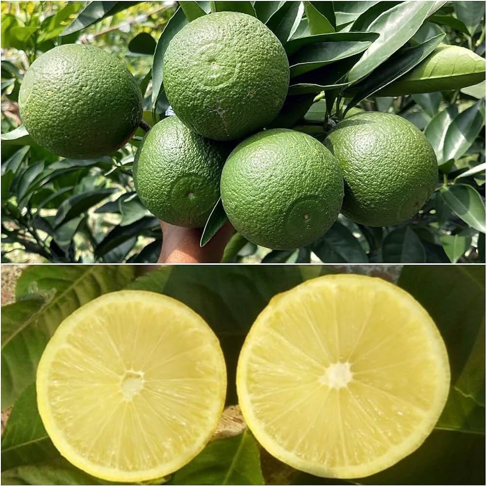 [Plants Glory] Bari-1 Sweet Malta Grafted Fruit Plant
