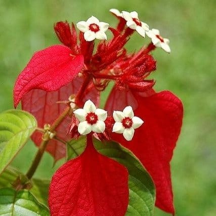 [Plants Glory] Mussaenda Philippica Flower Plant Red