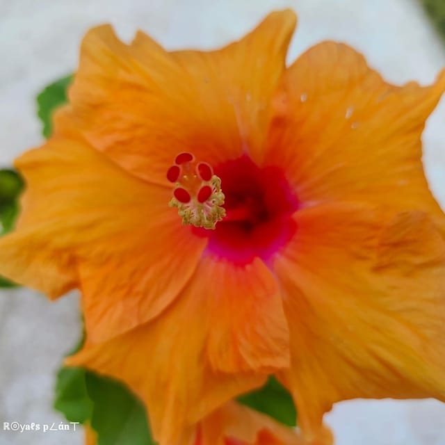 [Plants Glory] American Hibiscus Flower Plant Orange