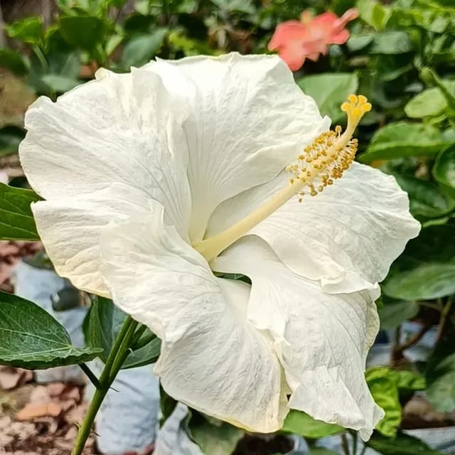 [Plants Glory] American Variety Grafted Hibiscus Flower Plant White