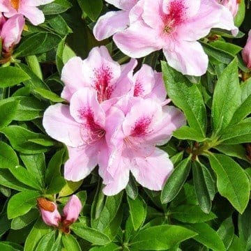 [Plants Glory] Azalea Flower Plant Pink