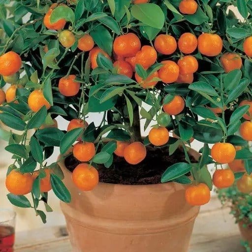 [Plants Glory] All Time Kamkot Lemon Grafted & Hybrid Fruit Plant