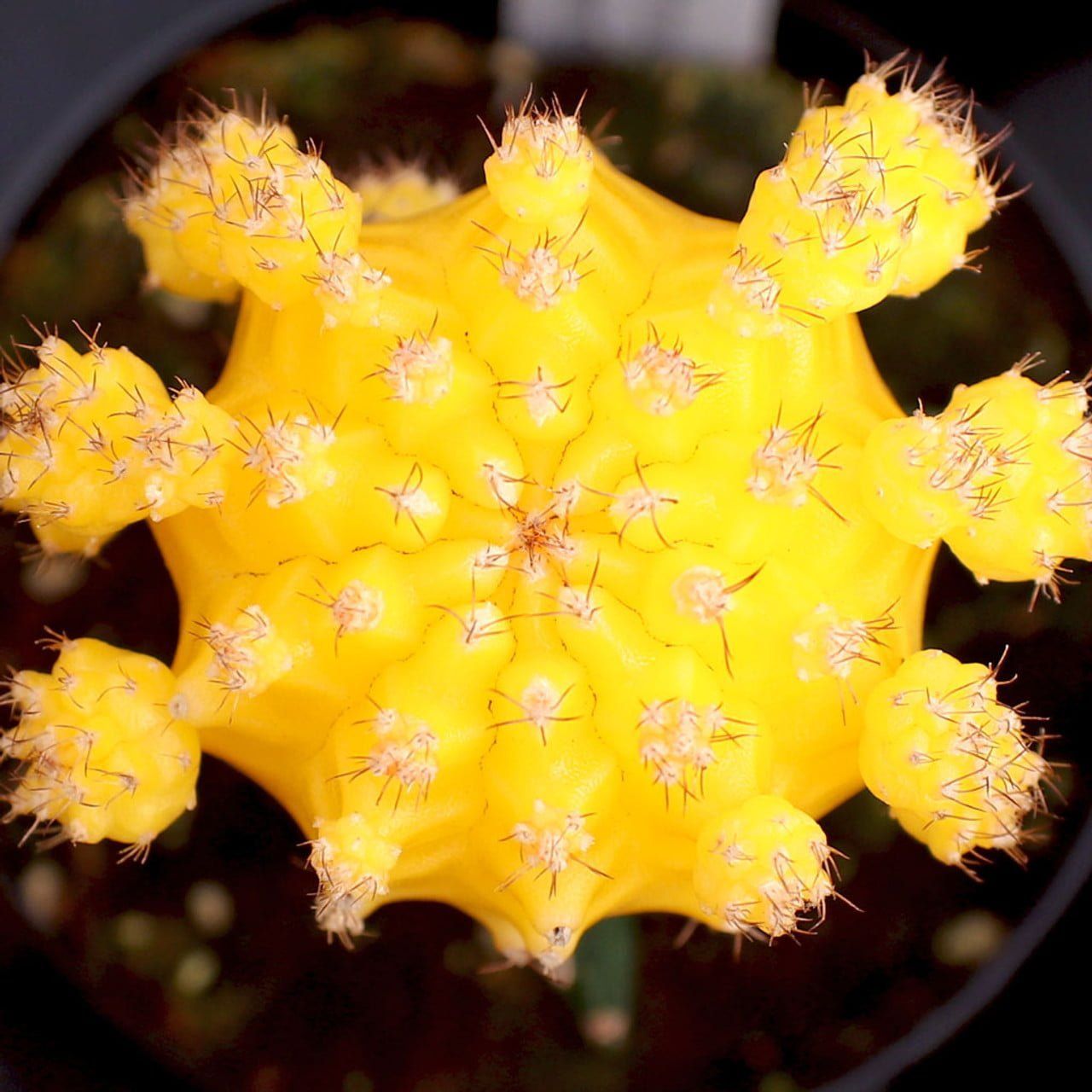 [Plants Glory] Moon Cactus Grafted Yellow