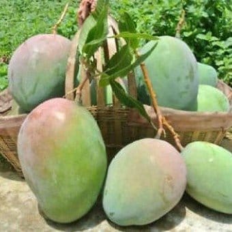[Plants Glory] Amrapali Mango Grafted Fruit Plant